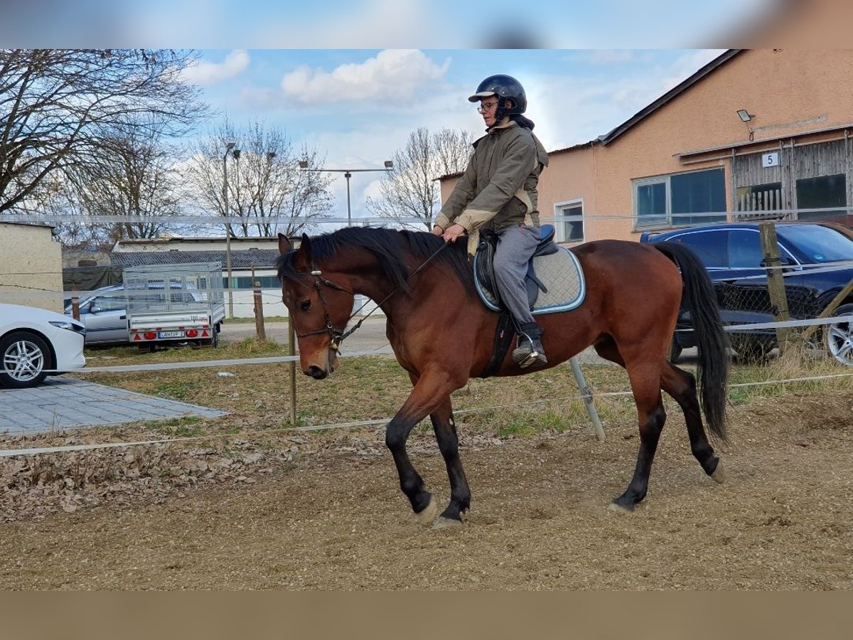Kłusak niemiecki Wałach 4 lat 155 cm Gniada in Straubing