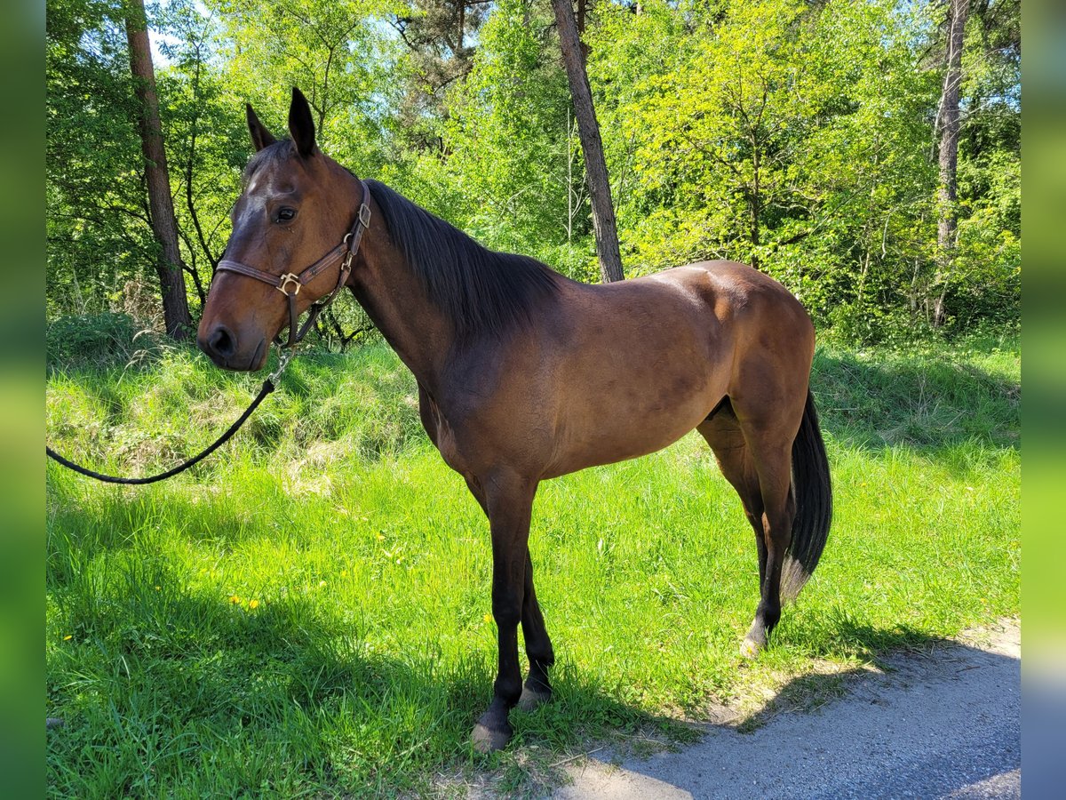 Kłusak niemiecki Wałach 6 lat 165 cm Gniada in Kevelaer