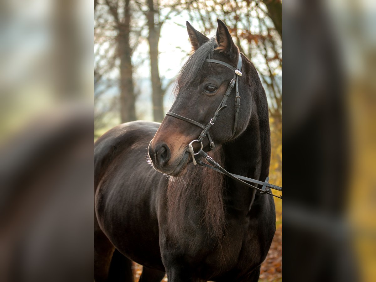 Kłusak niemiecki Wałach 8 lat 157 cm Ciemnogniada in Berg im Gau