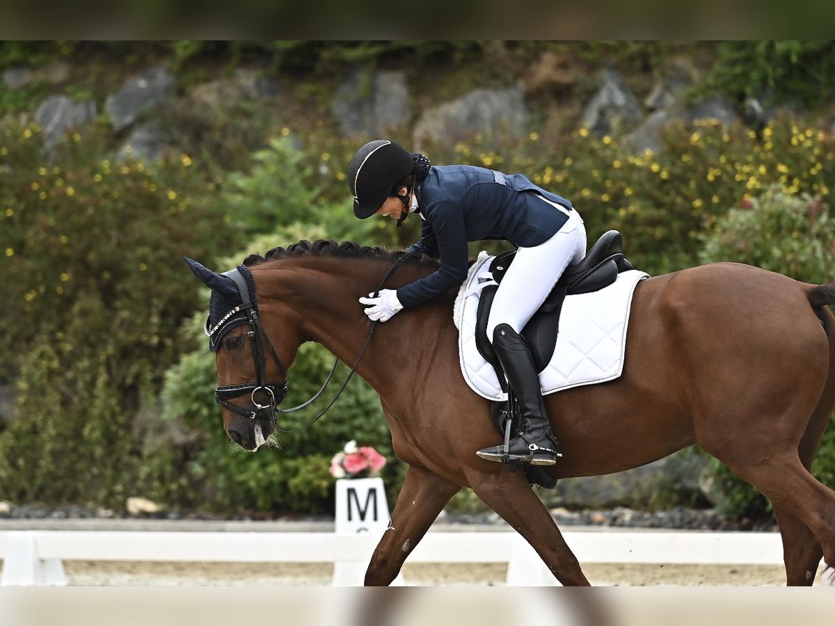 KWPN Caballo castrado 10 años 158 cm Alazán-tostado in Sankt Veit an der Glan