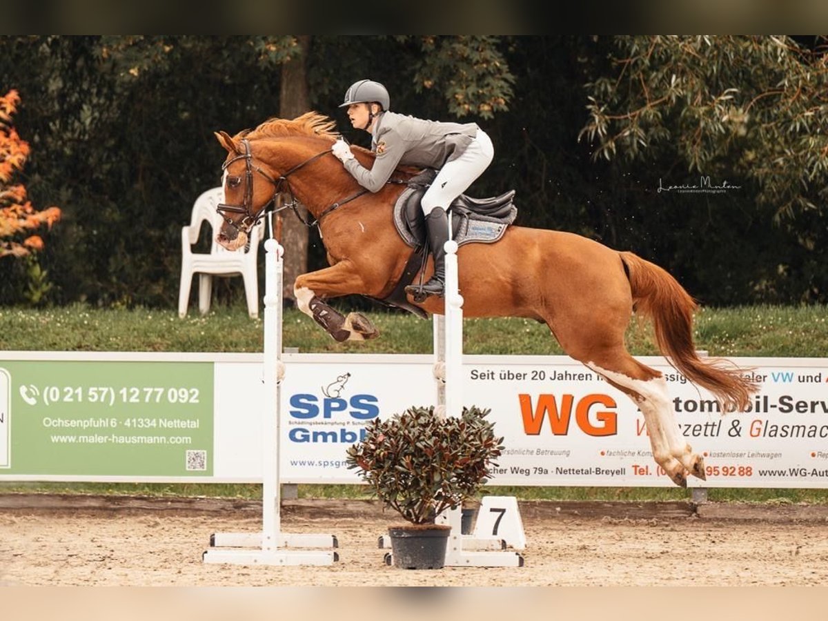 KWPN Caballo castrado 10 años 165 cm Alazán in NettetalNettetal