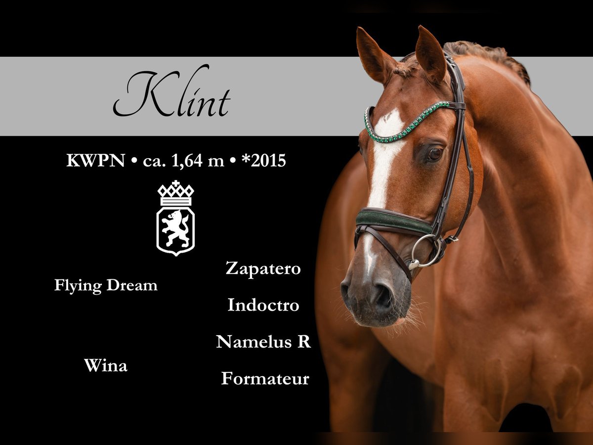 KWPN Caballo castrado 10 años 165 cm Alazán-tostado in Wehringen