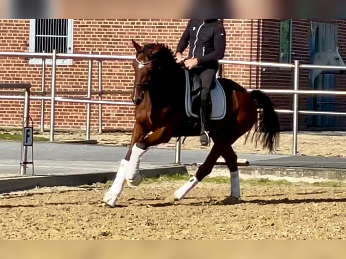 KWPN Caballo castrado 10 años 167 cm Castaño in Drensteinfurt