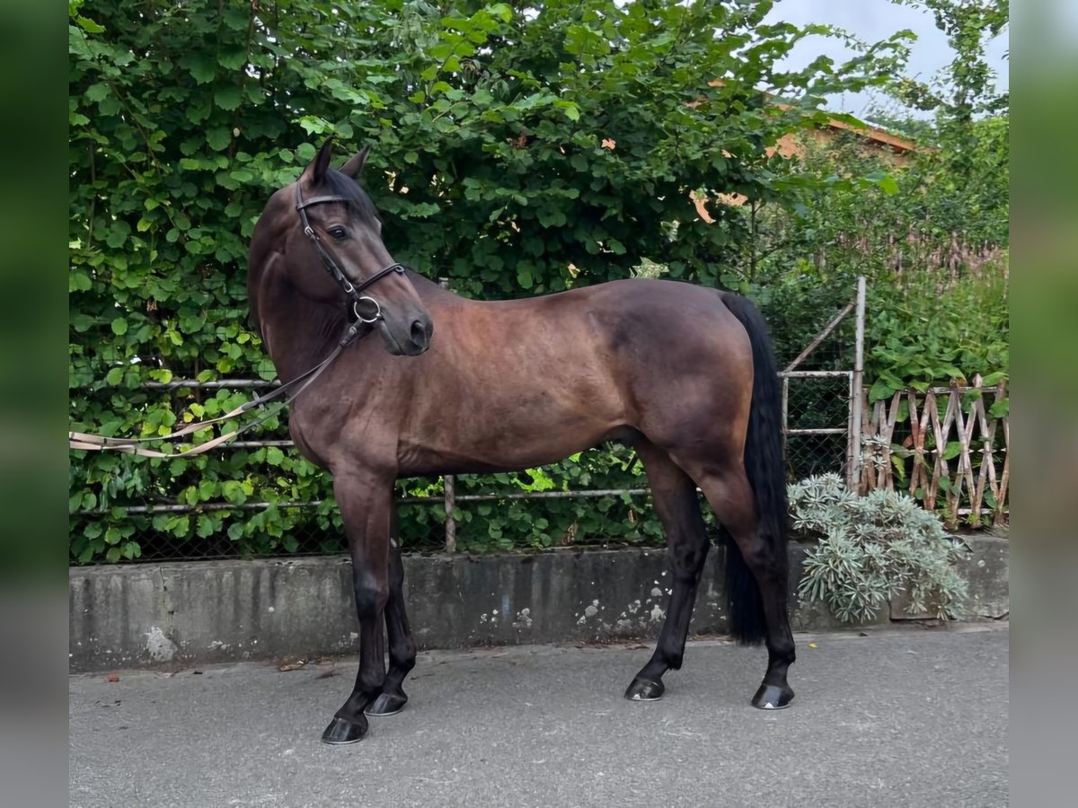 KWPN Caballo castrado 10 años 167 cm Castaño oscuro in Grabs