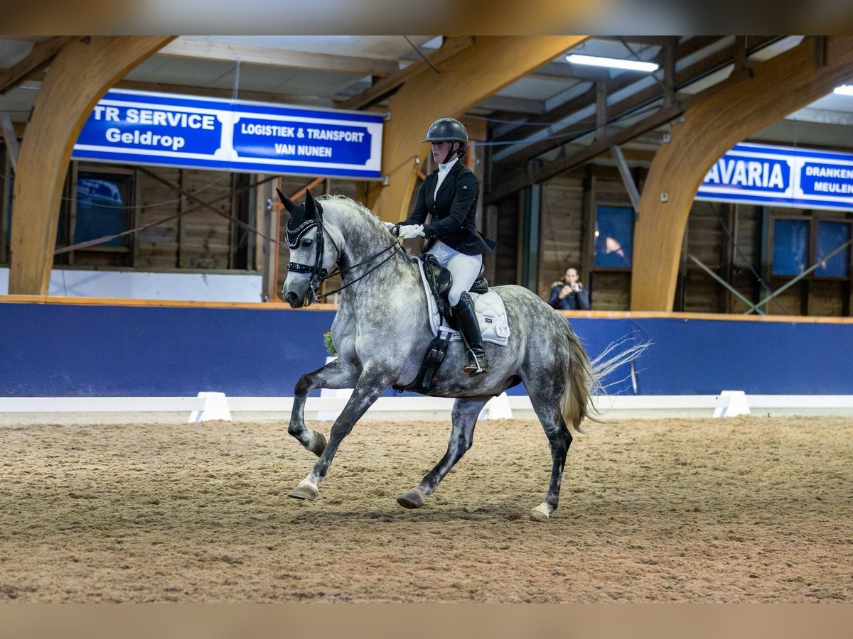 KWPN Caballo castrado 10 años 167 cm Tordo in Bergen op Zoom