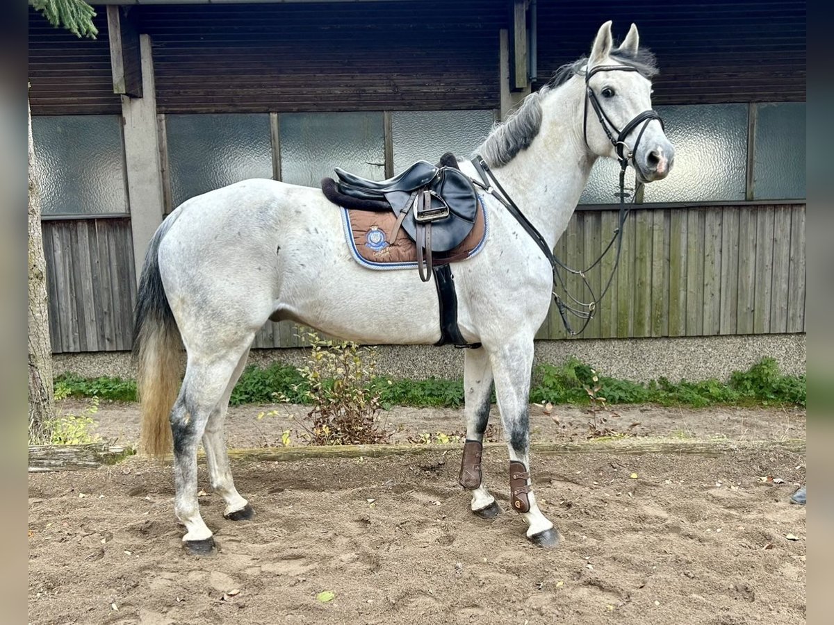 KWPN Caballo castrado 10 años 168 cm Tordo in Pelmberg