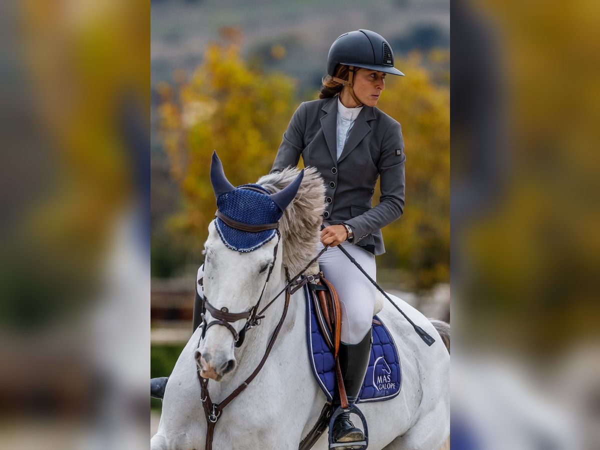 KWPN Caballo castrado 10 años 168 cm Tordo in Villanueva del Pardillo