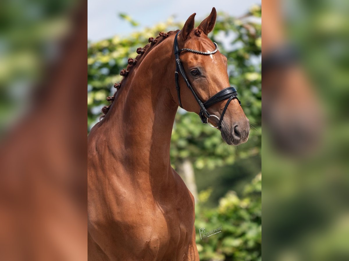 KWPN Caballo castrado 10 años 169 cm Alazán in Goch