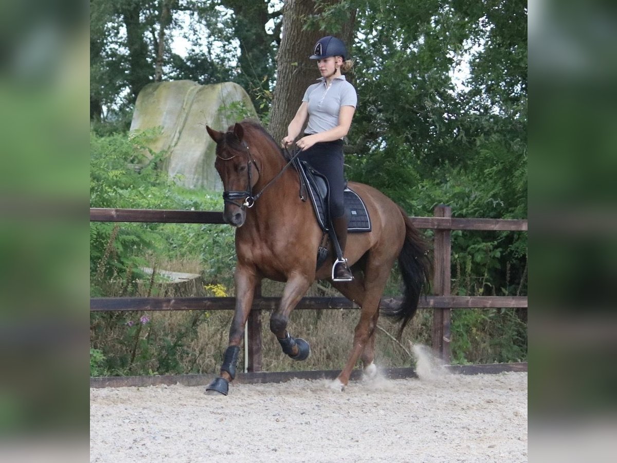 KWPN Caballo castrado 10 años 171 cm Alazán-tostado in Emmen