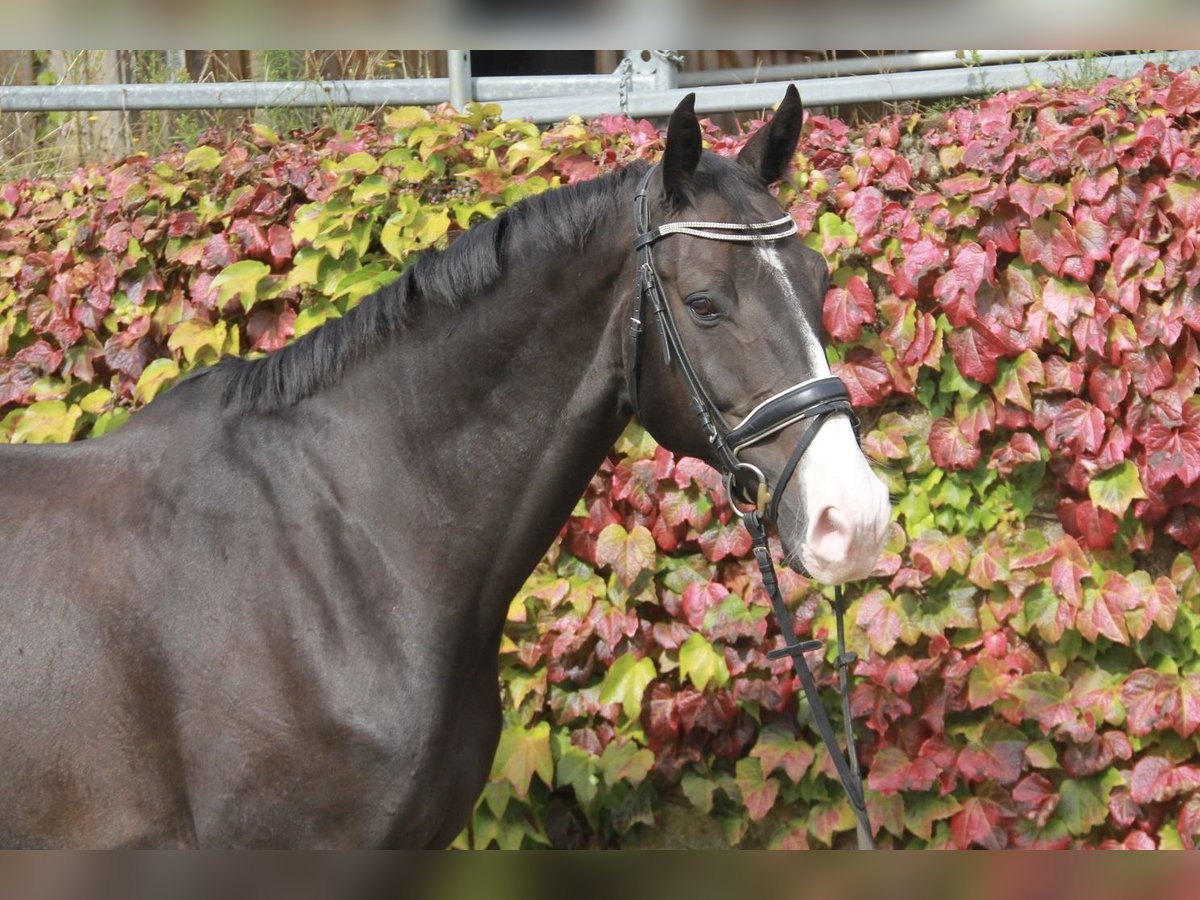 KWPN Caballo castrado 10 años 171 cm Morcillo in Neckargemünd