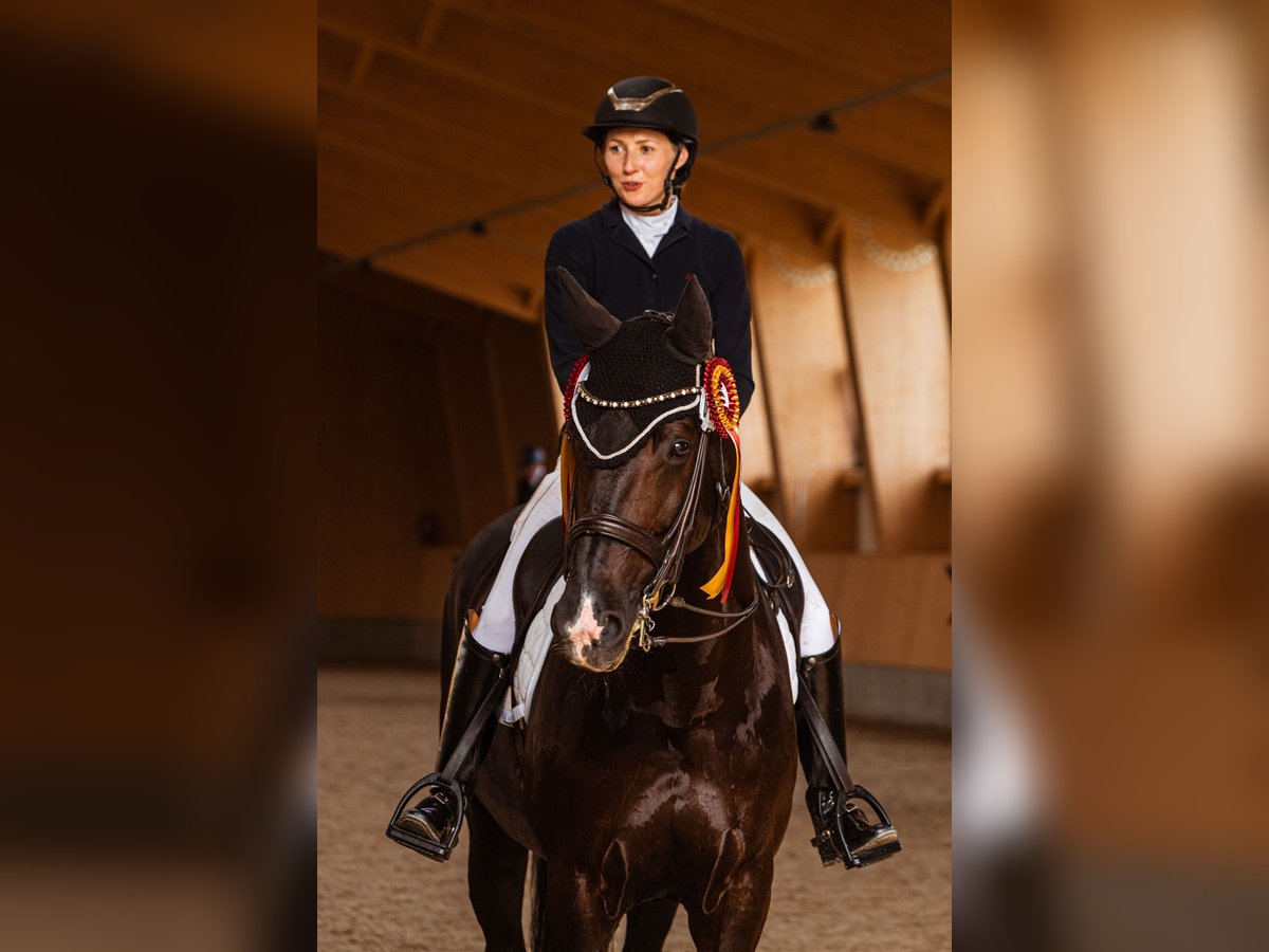 KWPN Caballo castrado 10 años 171 cm Negro in Vilnius