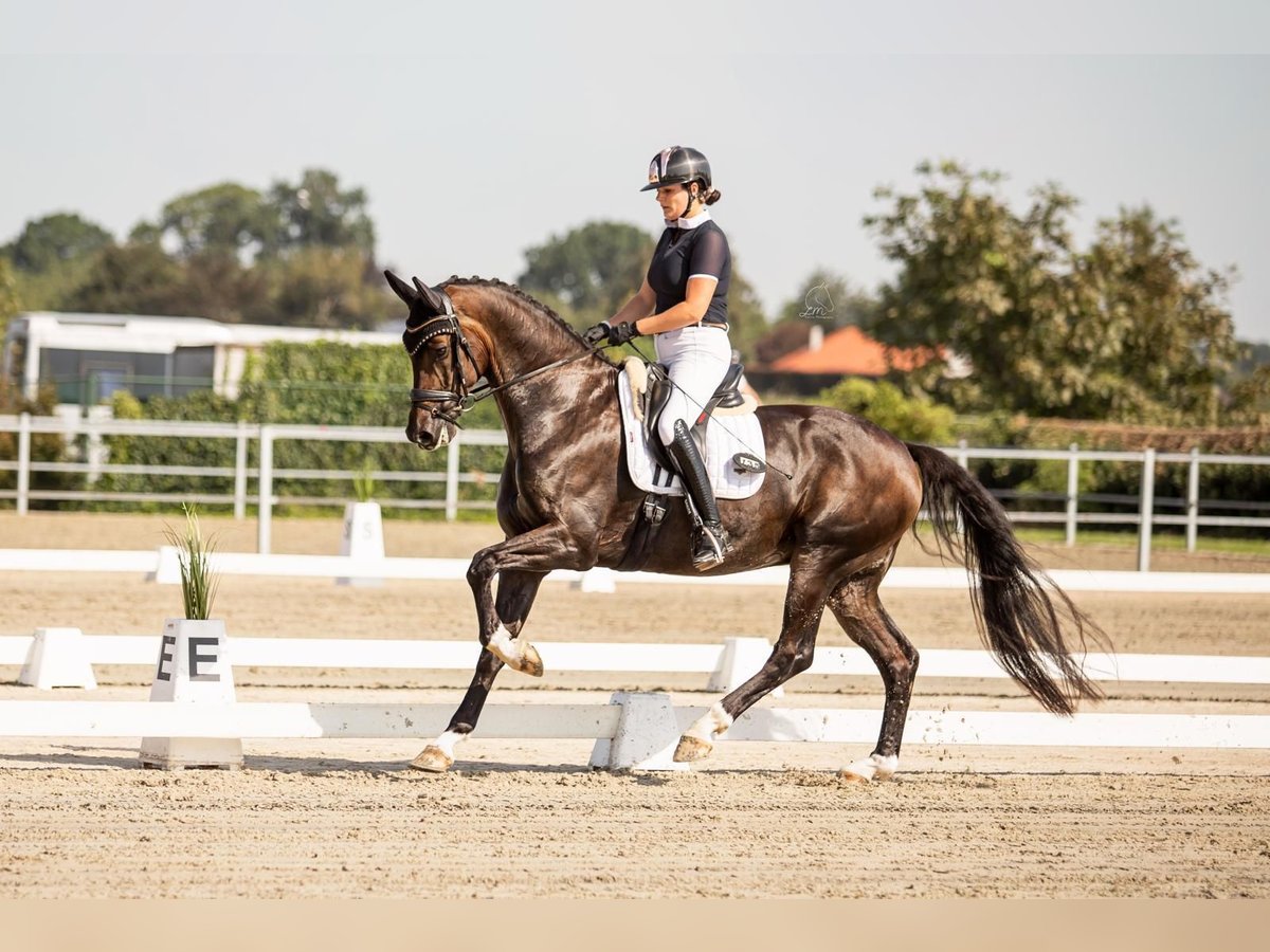 KWPN Caballo castrado 10 años 172 cm Castaño oscuro in Bocholt