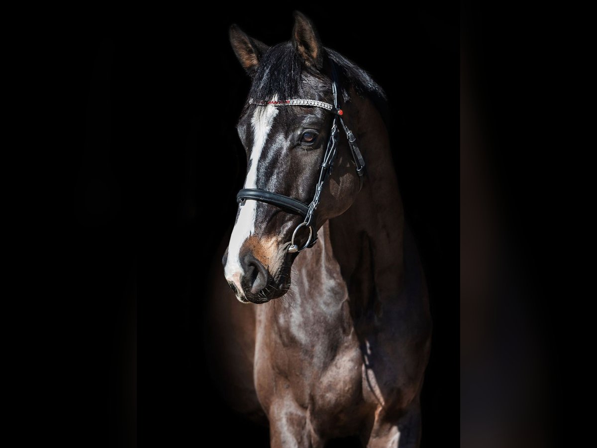 KWPN Caballo castrado 10 años 173 cm Castaño oscuro in Bocholt