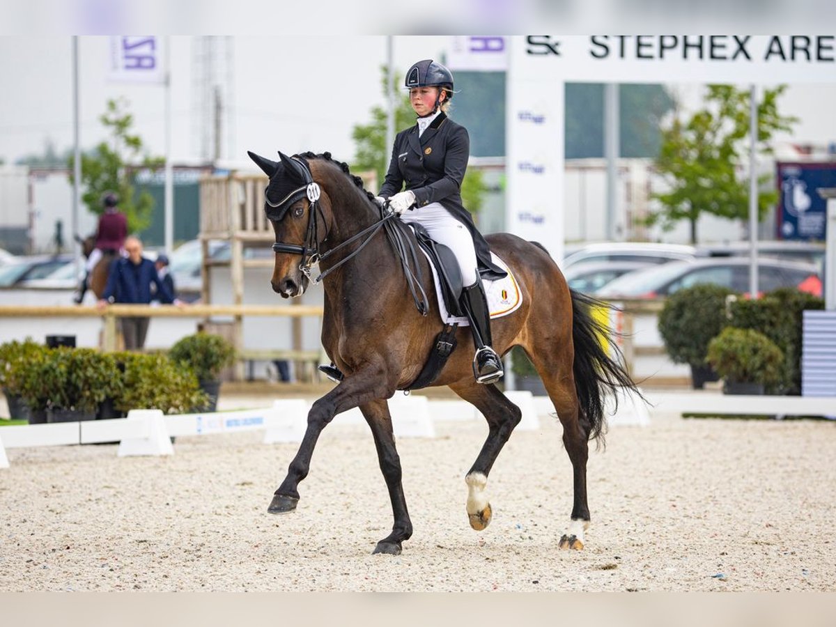 KWPN Caballo castrado 10 años 174 cm Castaño oscuro in Moerbeke-Waas