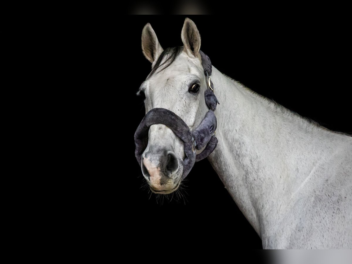 KWPN Caballo castrado 10 años 178 cm Tordo in Poxdorf