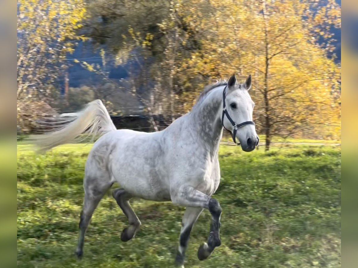 KWPN Caballo castrado 11 años 167 cm Tordo in Schlins