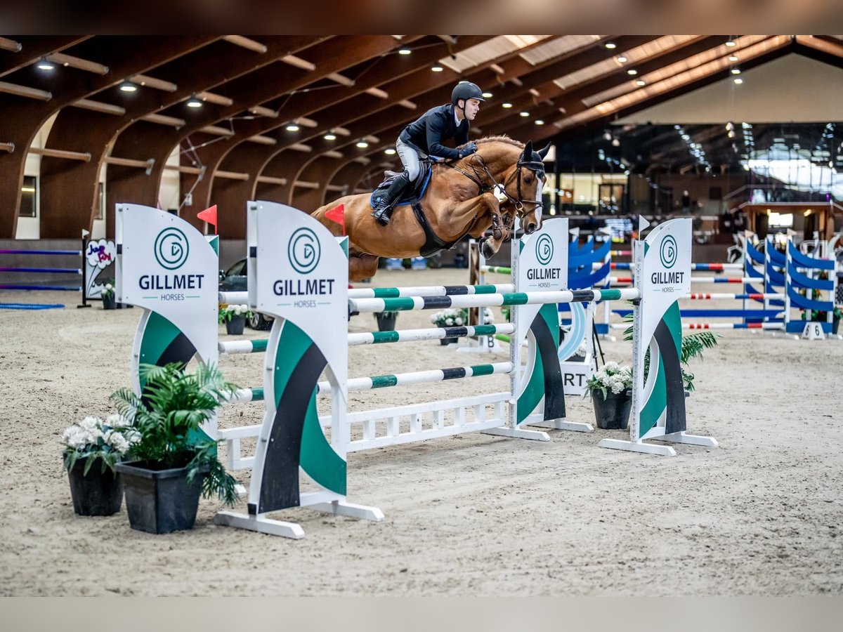 KWPN Caballo castrado 11 años 168 cm Alazán in Wisznia Ma&#x142;a