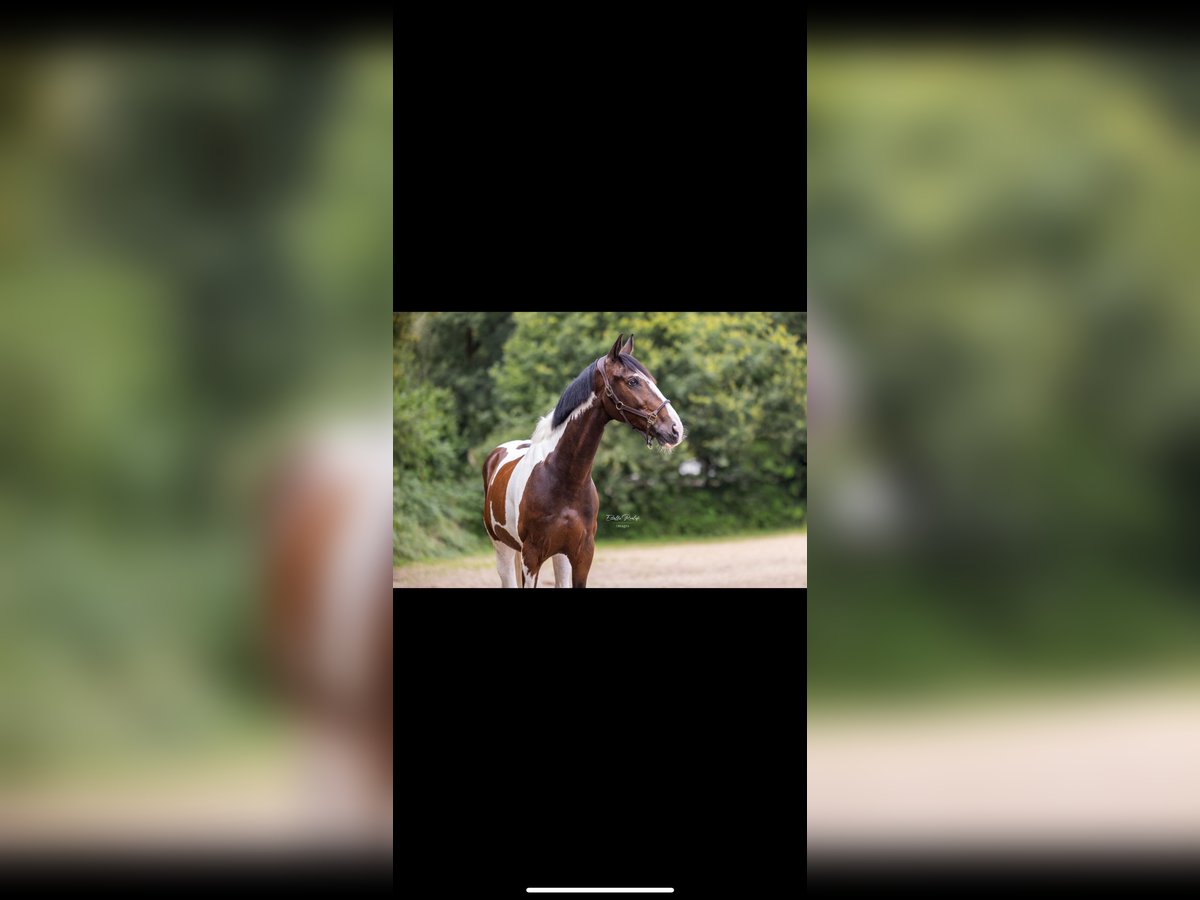 KWPN Caballo castrado 11 años 168 cm Pío in Boom