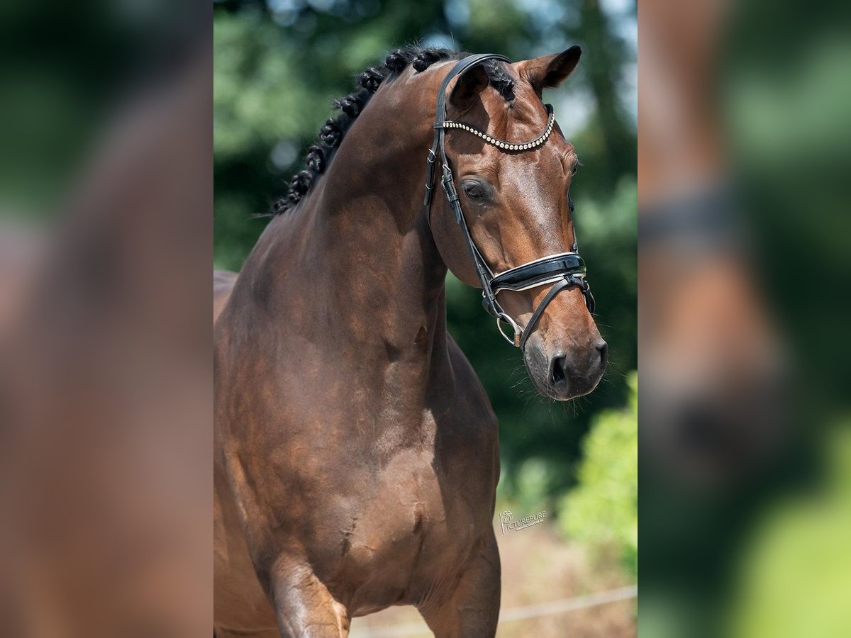 KWPN Caballo castrado 11 años 170 cm Castaño in Weert