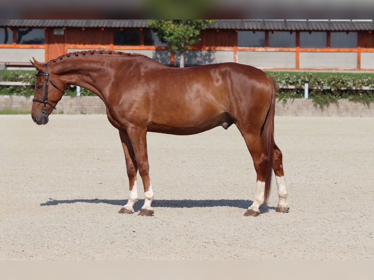 KWPN Caballo castrado 11 años 175 cm Alazán-tostado in Mladá Boleslav