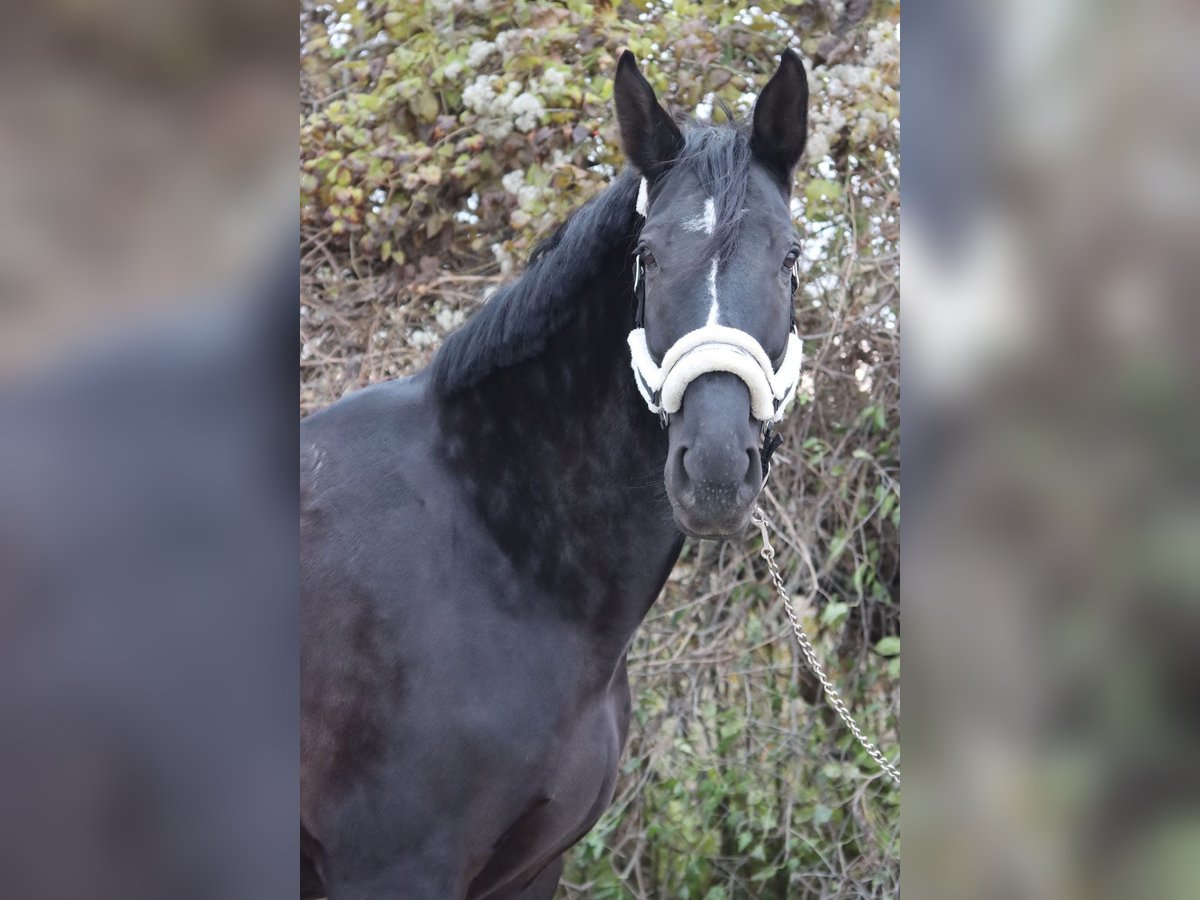 KWPN Caballo castrado 11 años 177 cm Morcillo in Pischelsdorf