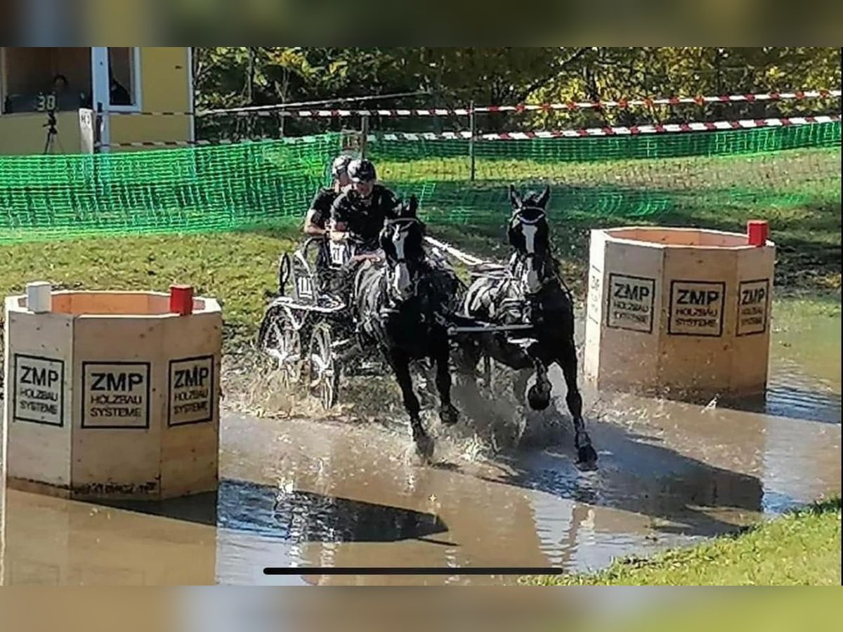 KWPN Caballo castrado 12 años 168 cm Negro in Pelmberg