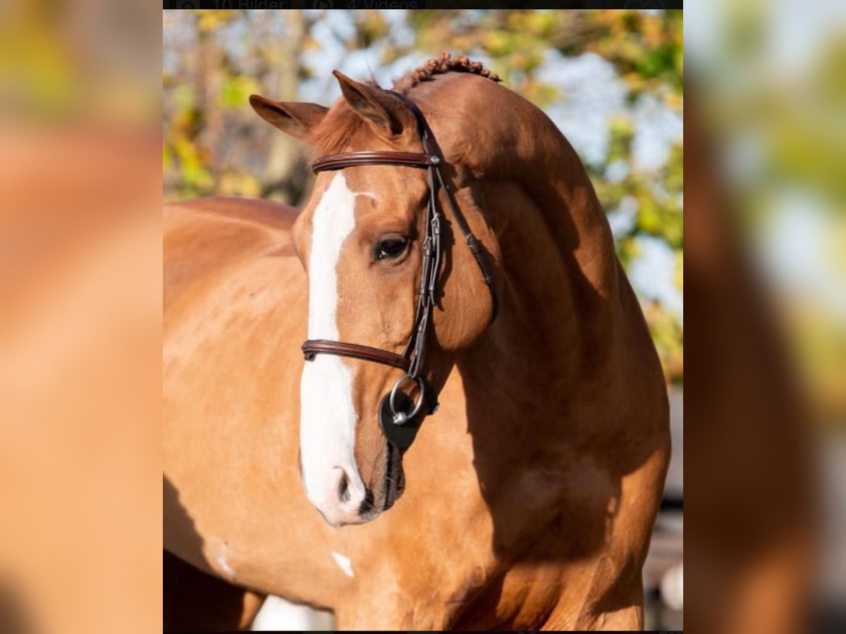 KWPN Caballo castrado 12 años 170 cm Alazán in Wallerfangen