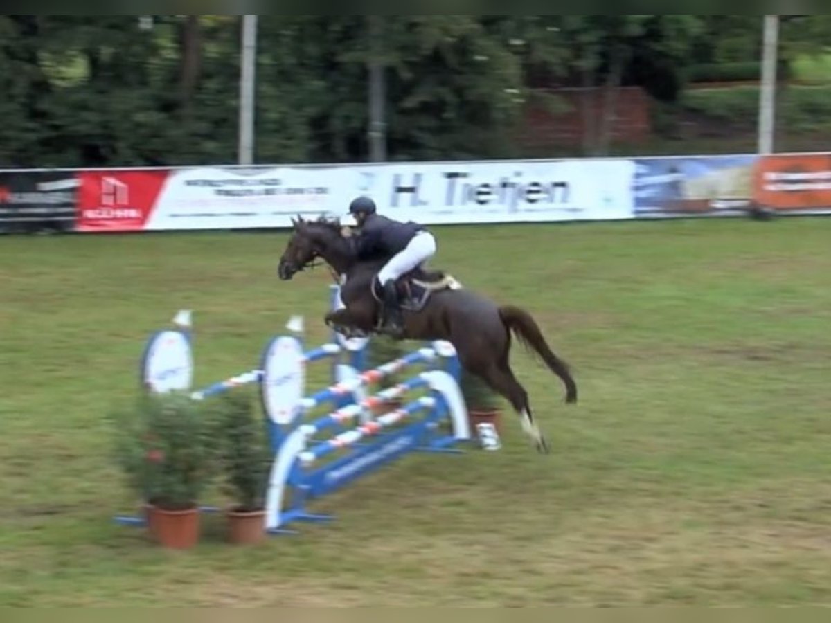 KWPN Caballo castrado 12 años 170 cm Alazán-tostado in Bremerv&#xF6;rde