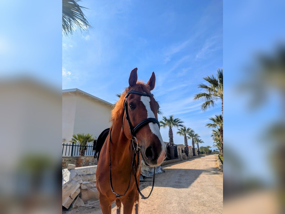 KWPN Caballo castrado 12 años 170 cm Alazán-tostado in Maglie