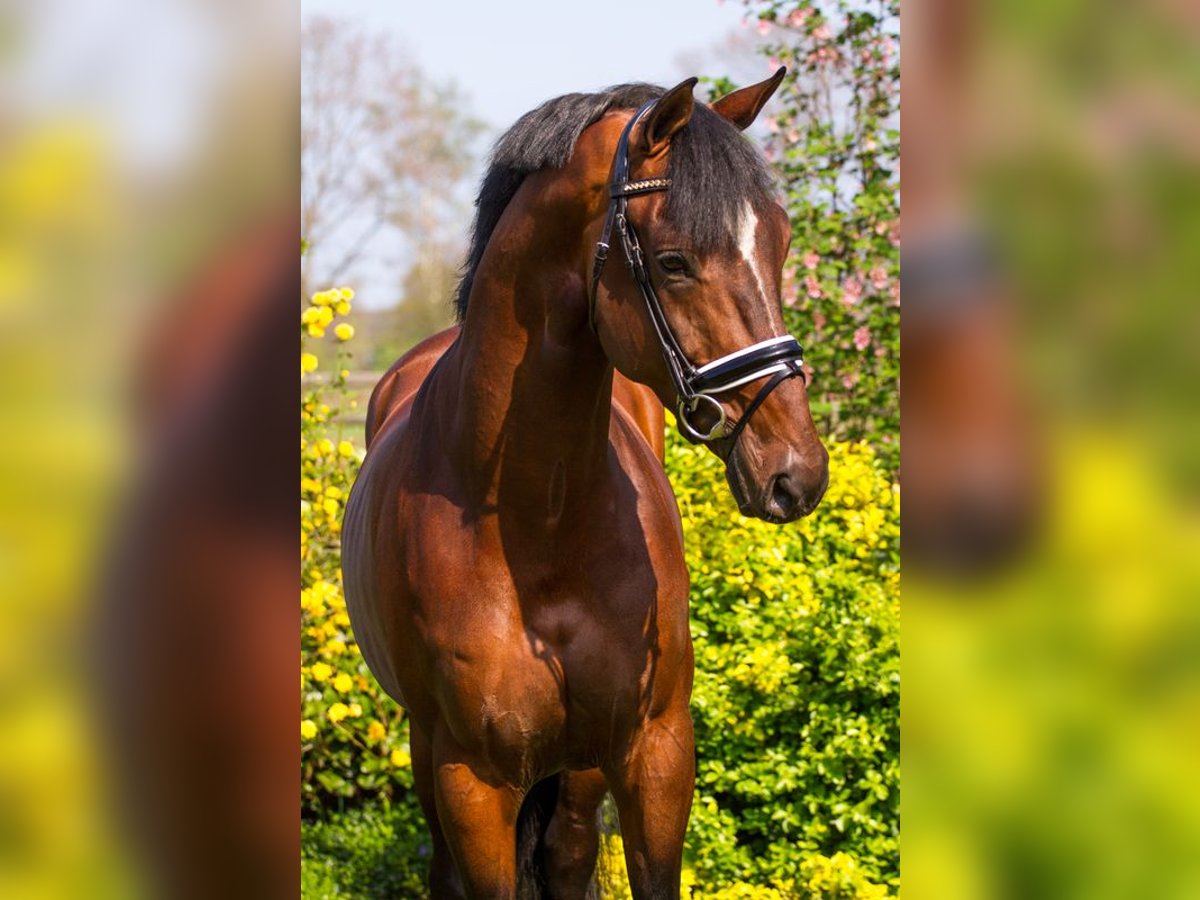 KWPN Caballo castrado 12 años 170 cm Castaño in Pilisjászfalu