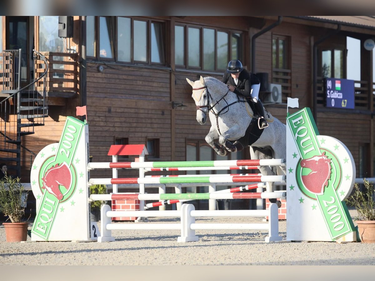 KWPN Caballo castrado 12 años 170 cm Tordo in T&#xF6;k