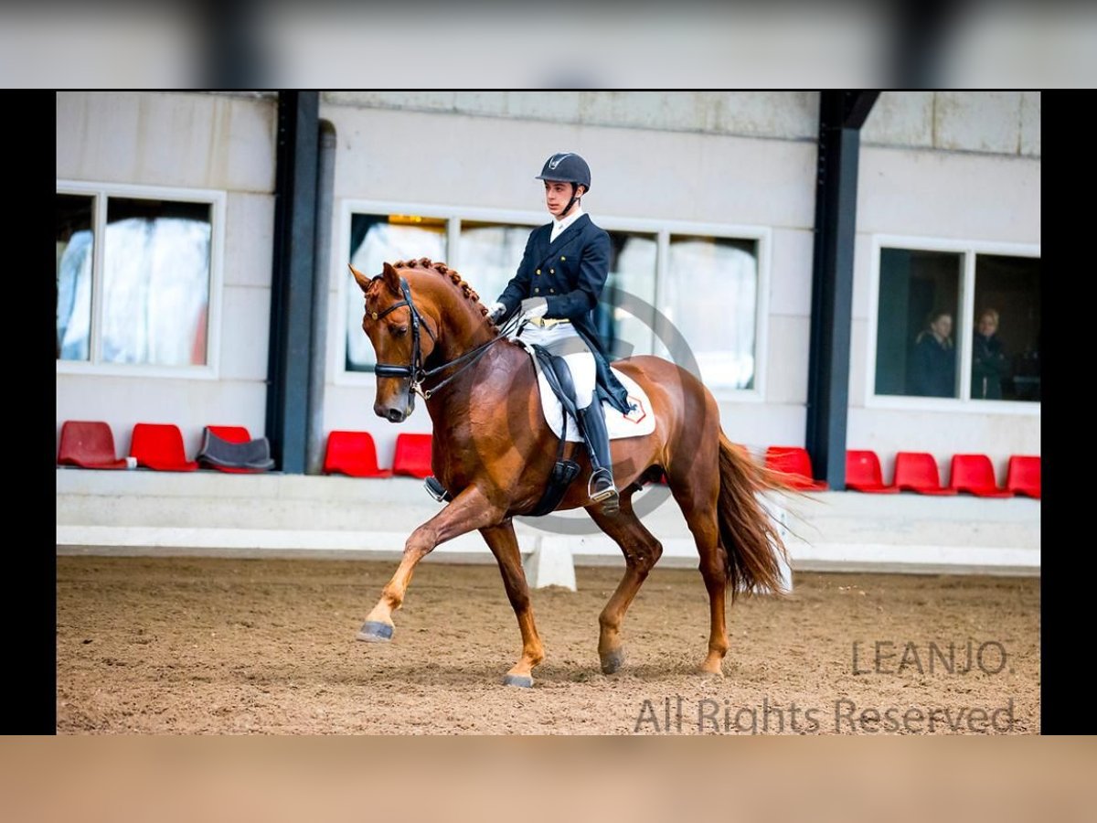 KWPN Caballo castrado 12 años 176 cm Alazán in Asten
