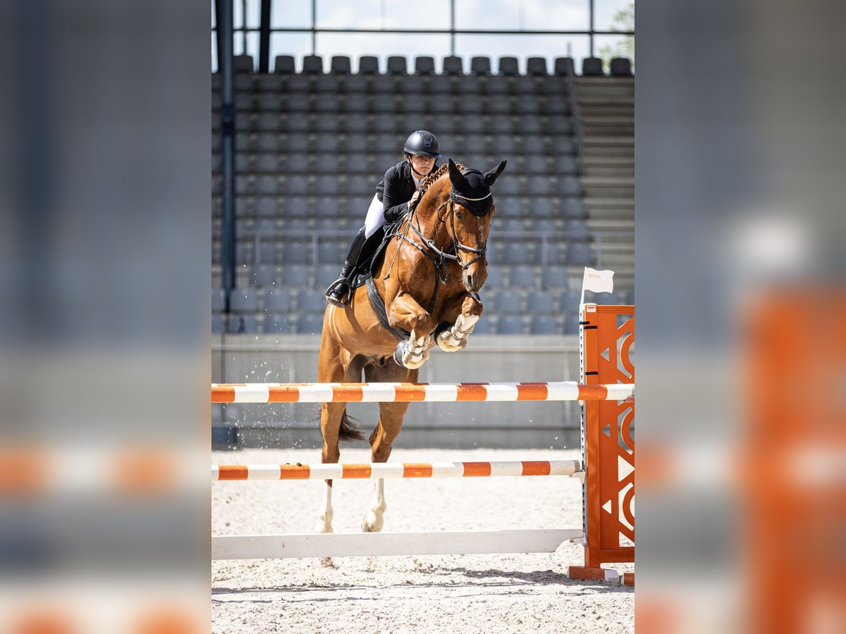 KWPN Caballo castrado 12 años 176 cm Alazán in Pulheim