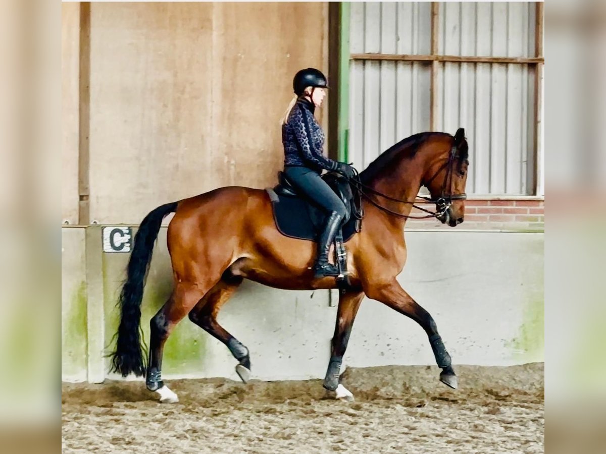 KWPN Caballo castrado 12 años 176 cm Castaño in Rees