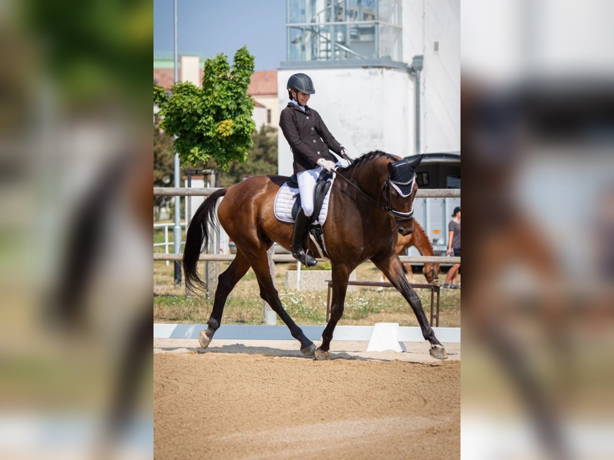 KWPN Caballo castrado 12 años 176 cm Castaño oscuro in Ostrava