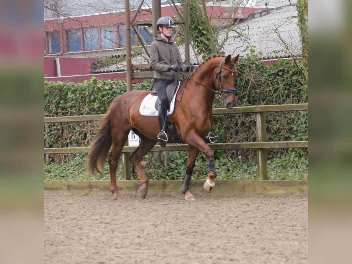 KWPN Caballo castrado 12 años 177 cm Alazán-tostado in Heemskerk