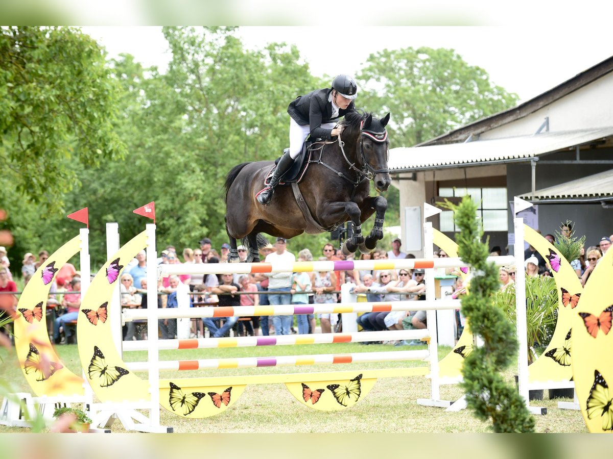 KWPN Caballo castrado 12 años in Schriesheim