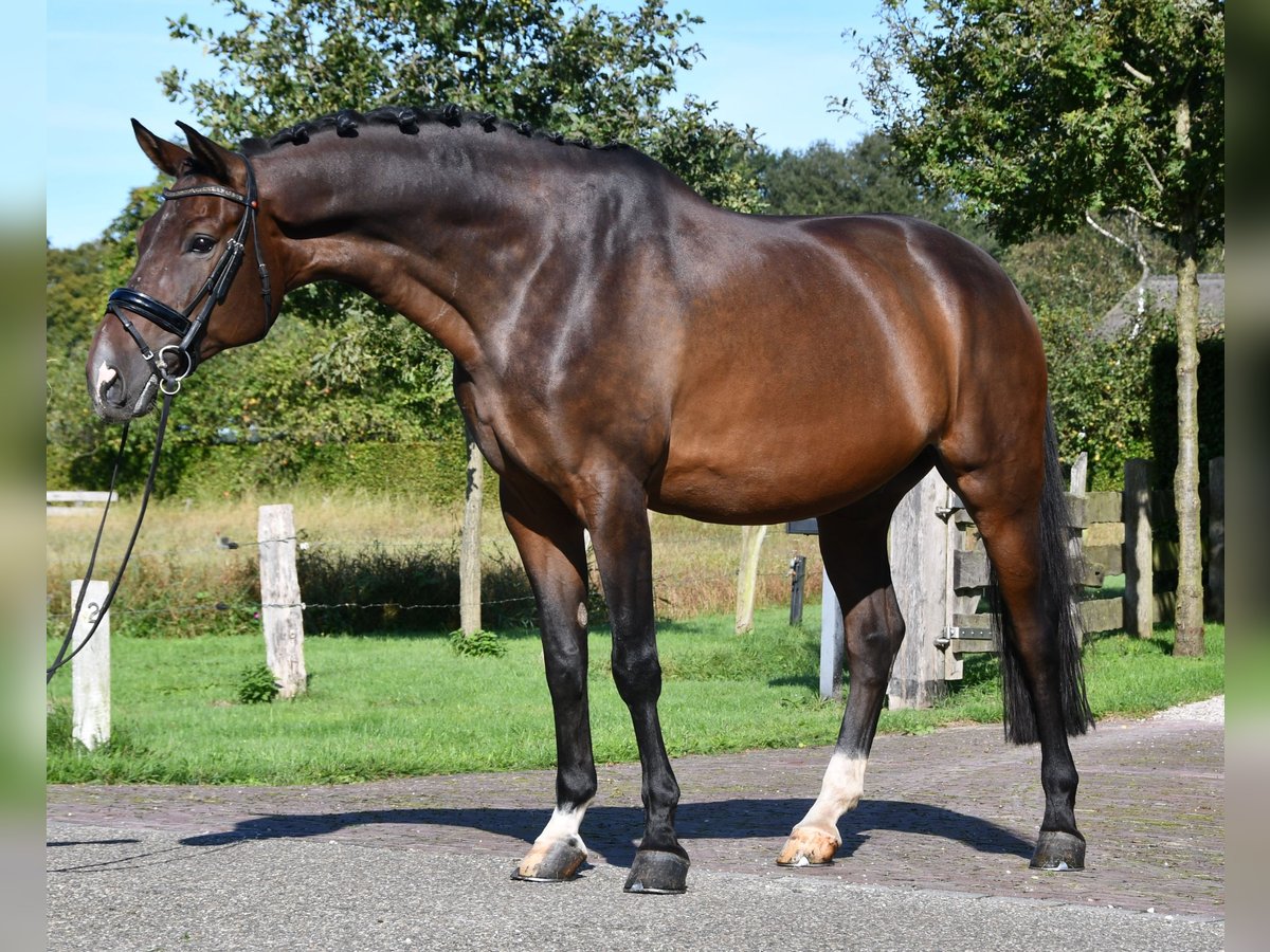 KWPN Caballo castrado 12 años Castaño in MarkeloMarkelo