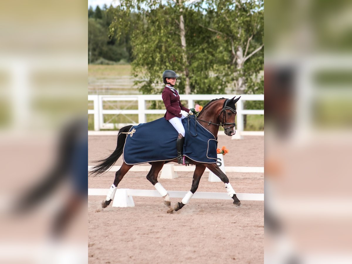 KWPN Caballo castrado 13 años 165 cm in Helsinki