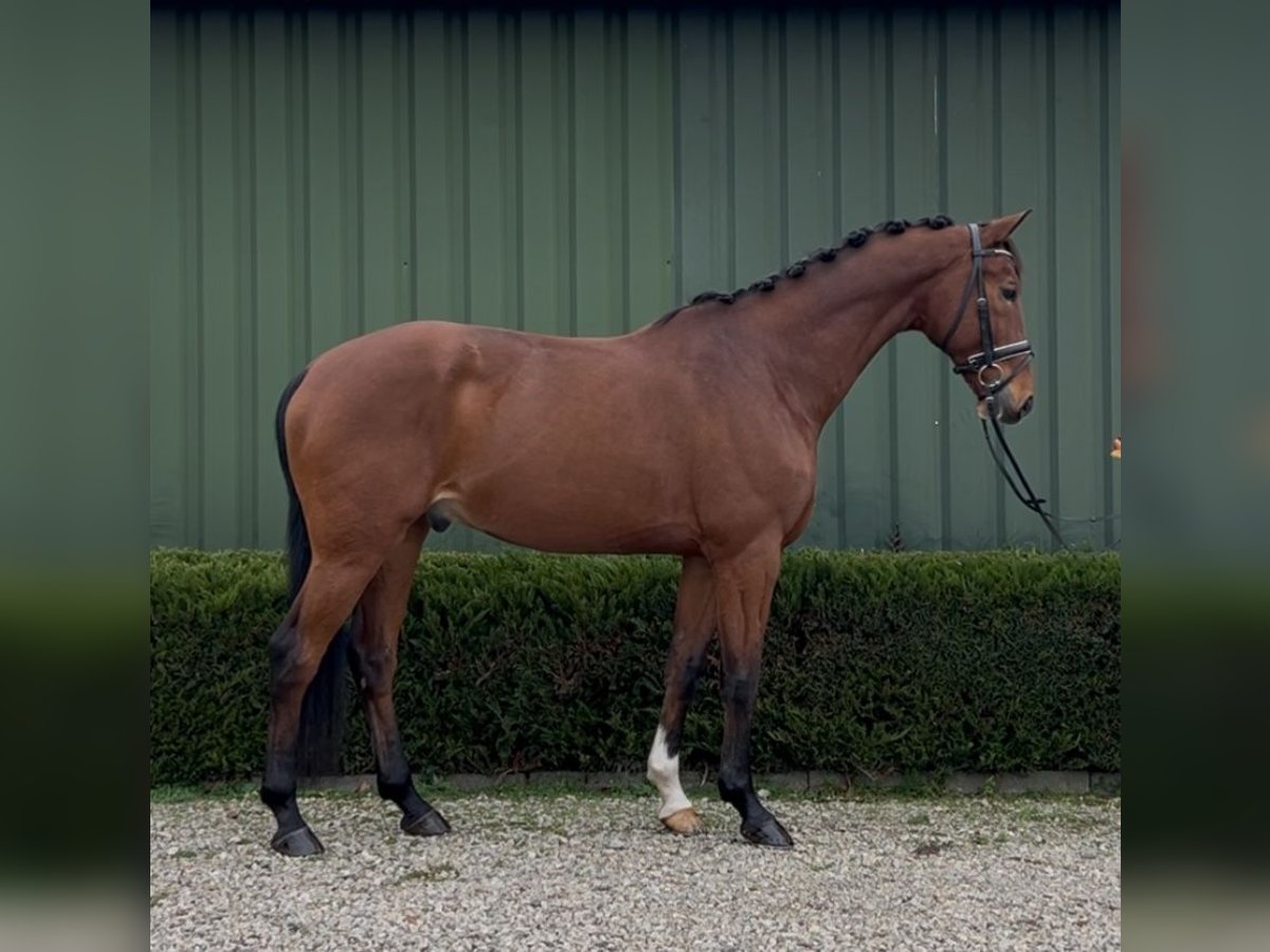 KWPN Caballo castrado 13 años 167 cm Castaño in Oud Gastel