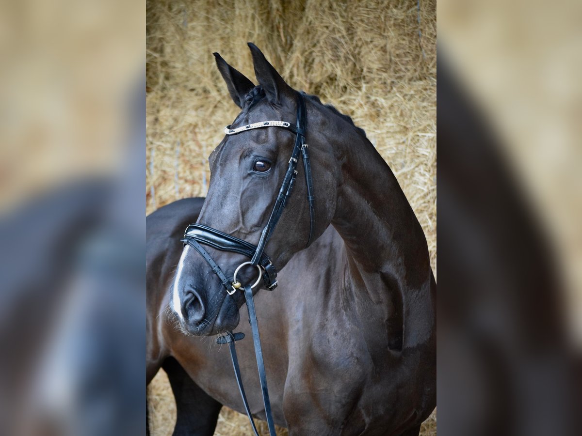 KWPN Caballo castrado 13 años 169 cm Negro in Mallon (Ramallosa)