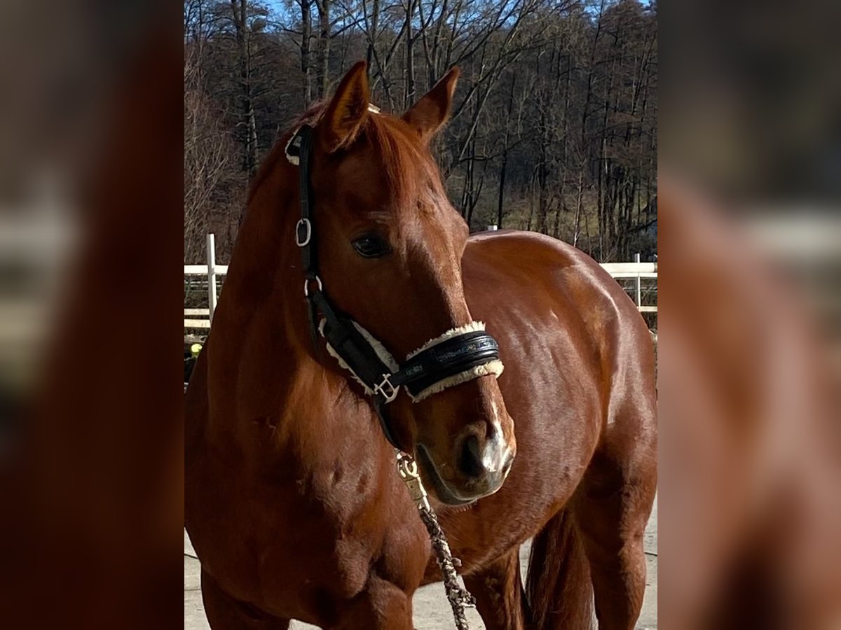 KWPN Caballo castrado 13 años 170 cm Alazán in Alzenau in Unterfranken