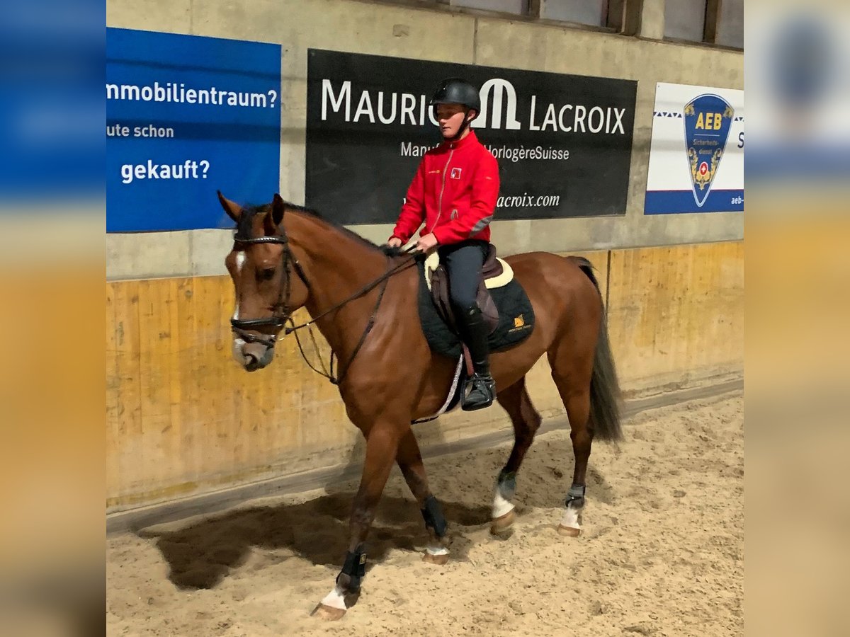 KWPN Caballo castrado 13 años 170 cm Castaño in Humlikon