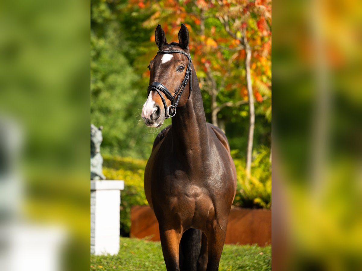 KWPN Caballo castrado 13 años 170 cm Castaño rojizo in Mol