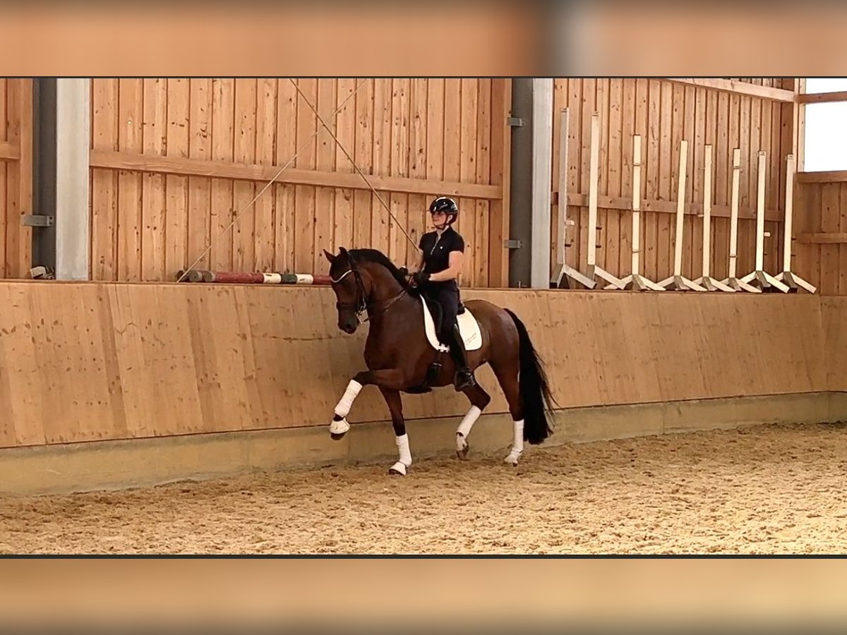 KWPN Caballo castrado 13 años 172 cm Castaño in Jengen