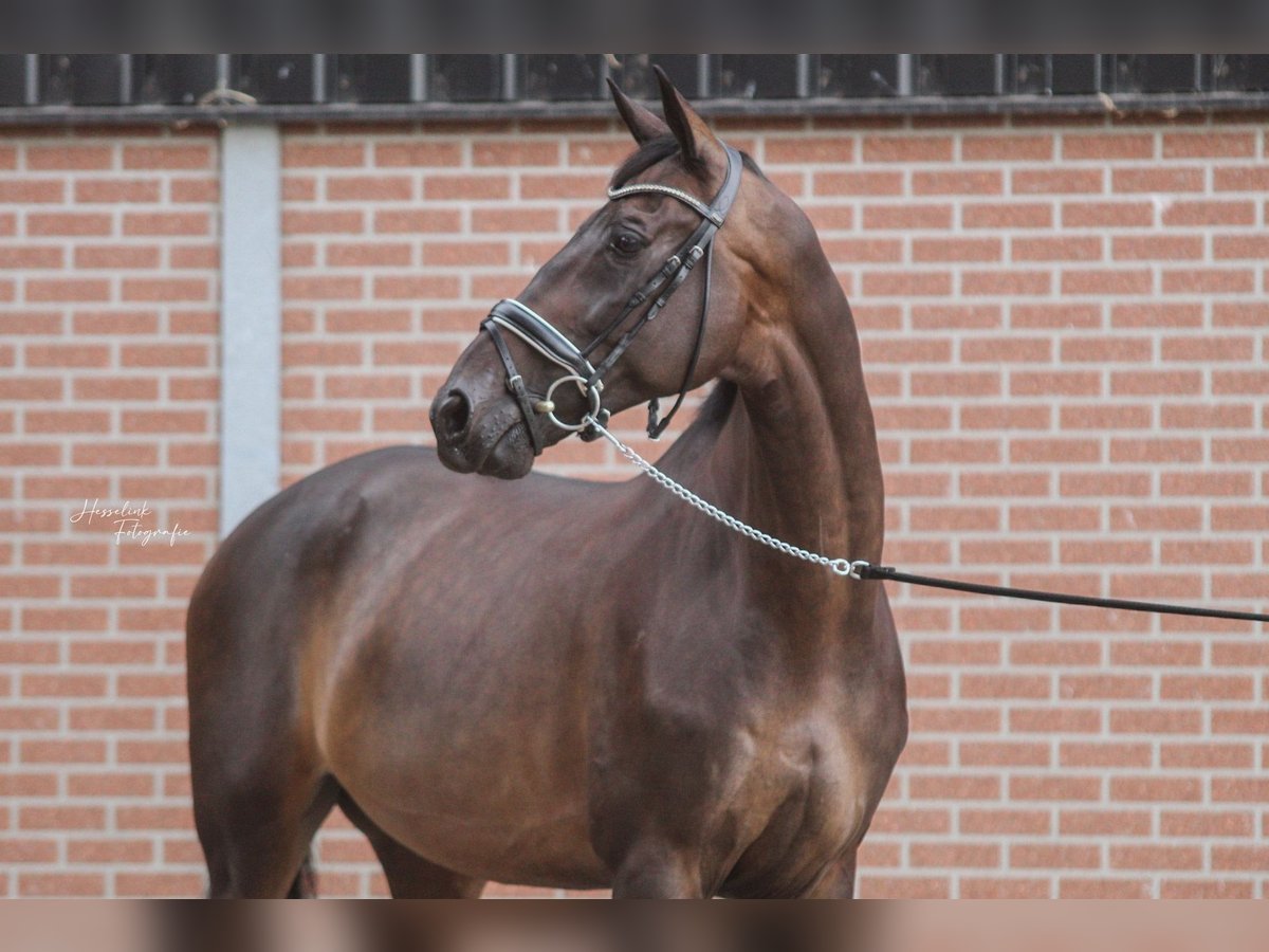 KWPN Caballo castrado 13 años 172 cm Castaño oscuro in Emsbüren