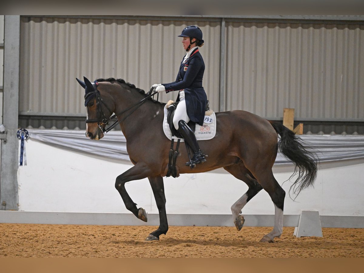 KWPN Caballo castrado 13 años 173 cm Castaño rojizo in Wimborne, Dorset