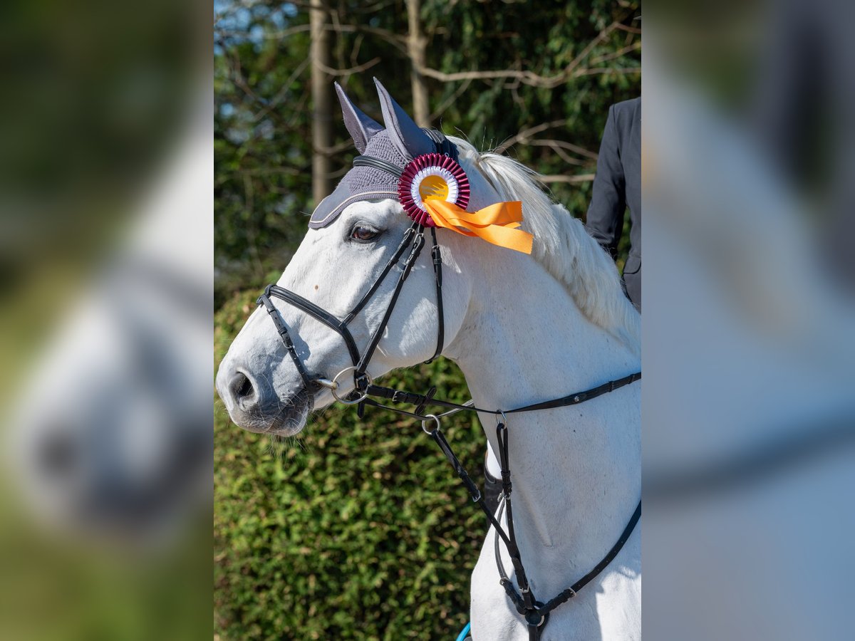 KWPN Caballo castrado 13 años 175 cm Tordo in Heidenheim an der Brenz KWPN Caballo castrado 13 años 175 cm Tordo in Heidenheim an der Brenz