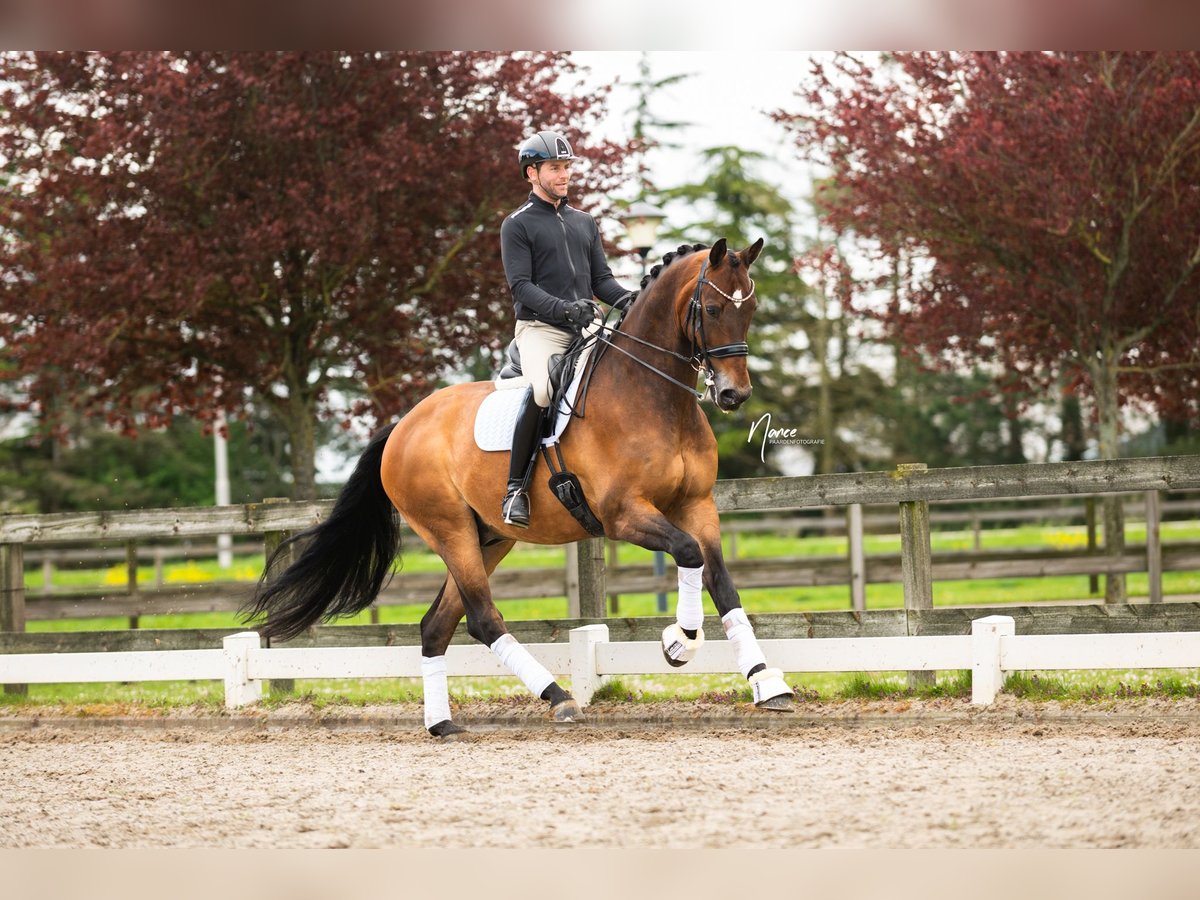 KWPN Caballo castrado 13 años 176 cm Castaño oscuro in Boven-Leeuwen