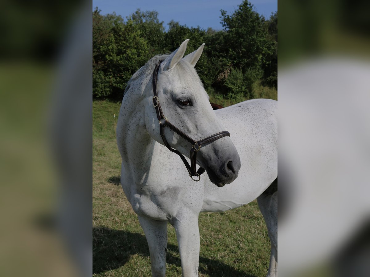 KWPN Caballo castrado 13 años in Finsing